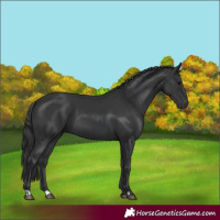 Horse Color:Black  and Black 