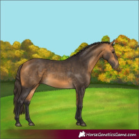 Horse Color:Buckskin 
