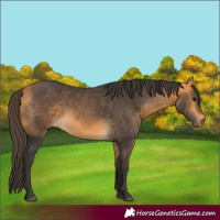 Horse Color:Buckskin 