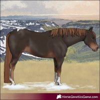 Horse Color:Liver Chestnut Tobiano 