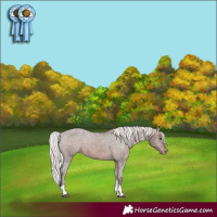 Horse Color:Silver Brown Tobiano Appaloosa 
