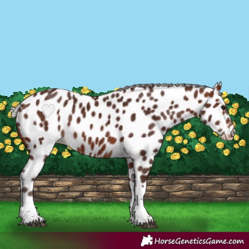 Horse Color:Silver Brown Tobiano Appaloosa 