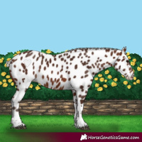 Horse Color:Silver Brown Tobiano Near Leopard 