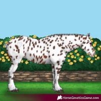 Horse Color:Silver Brown Tobiano Appaloosa 