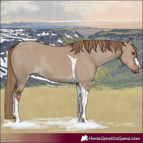 Horse Color:Liver Red Dun Tobiano Rabicano 