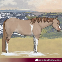 Horse Color:Liver Red Dun Tobiano Rabicano 