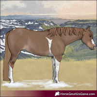 Horse Color:Liver Red Dun Tobiano Rabicano 