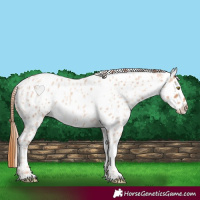 Horse Color:Gold Champagne Roan Appaloosa  and Gold Champagne Roan Appaloosa 