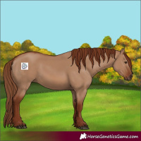 Horse Color:Red Dun 