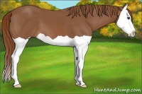 Horse Color:Chestnut Splash 