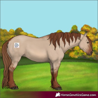 Horse Color:Red Dun