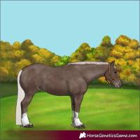 Horse Color:Silver Black Tobiano Appaloosa