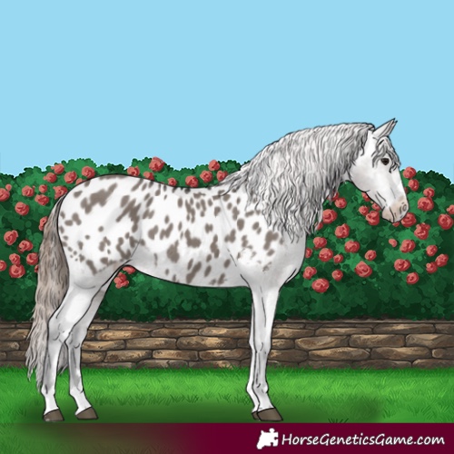 Horse Color:Grullo Appaloosa