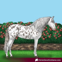 Horse Color:Grullo Appaloosa 