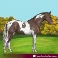 Horse Color:Silver Black Tobiano Varnish 