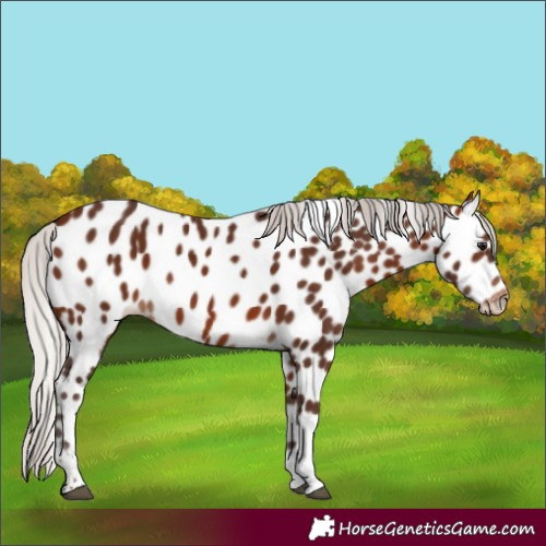 Horse Color:Silver Bay Tobiano Appaloosa 