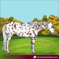 Horse Color:Silver Bay Tobiano Appaloosa 