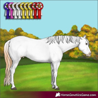 Horse Color:Chestnut Appaloosa 