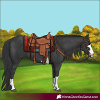 Horse Color:Black 