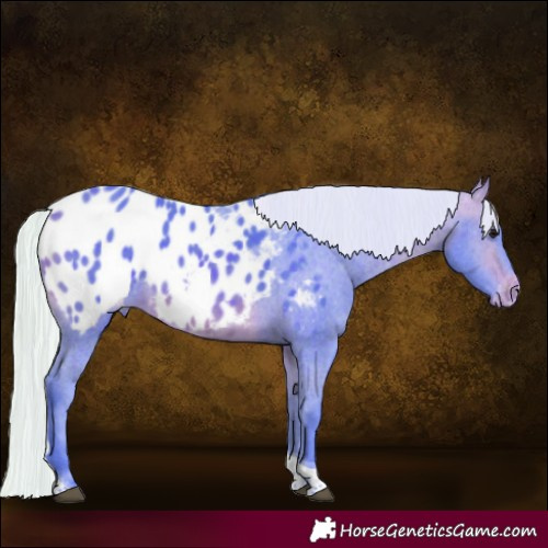 Horse Color:Watercolor Silver Bay Tobiano Appaloosa 