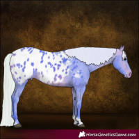 Horse Color:Watercolor Silver Bay Tobiano Appaloosa 