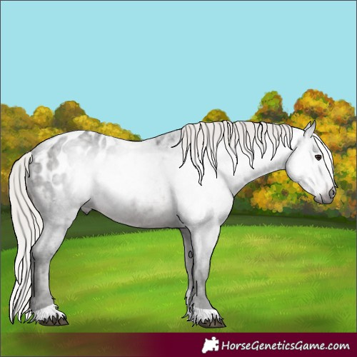Horse Color:Gray Silver Brown Roan Tobiano Blanket