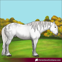 Horse Color:Gray Silver Brown Roan Tobiano Appaloosa