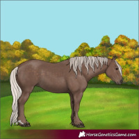 Horse Color:Unknown 