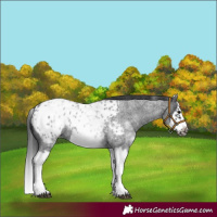 Horse Color:White Spotted Blue Roan Splash Frame Appaloosa 