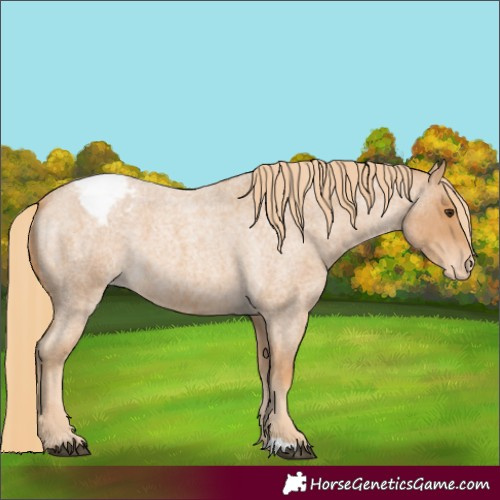 Horse Color:Red Roan Snowcap 