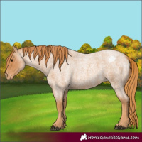 Horse Color:Red Roan Appaloosa 
