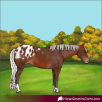 Horse Color:Silver Bay Tobiano Blanket