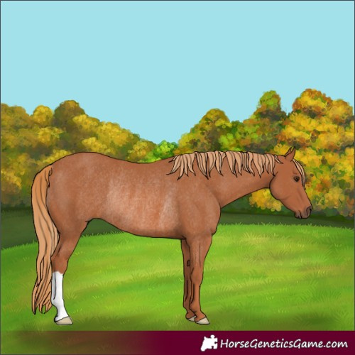 Horse Color:Chestnut Rabicano