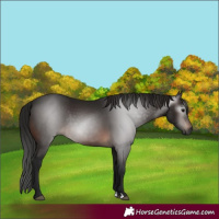 Horse Color:Gray Bay Rabicano 