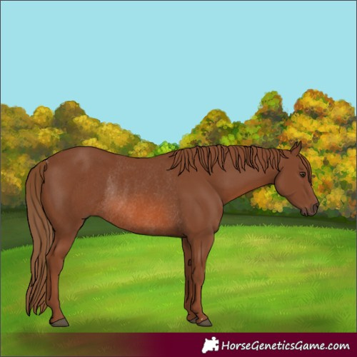 Horse Color:Chestnut Rabicano