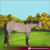 Horse Color:Liver Red Dun Rabicano 