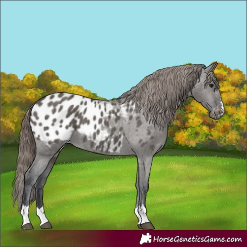 Horse Color:Grullo Appaloosa 