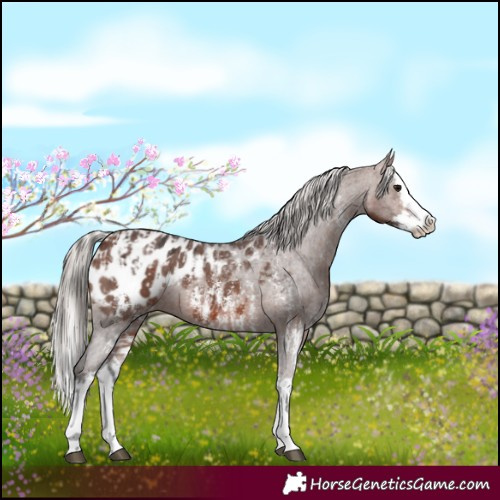 Horse Color:Brown Sabino Splash Appaloosa  and Silver Brown Sabino Splash Appaloosa 