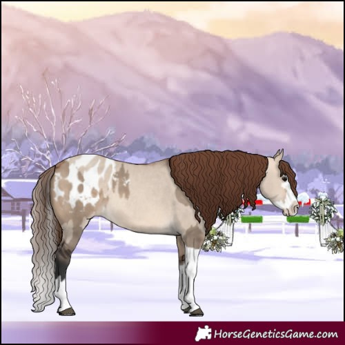 Horse Color:Bay Dun Sabino Splash Appaloosa  and Amber Champagne Dun Sabino Splash Appaloosa 