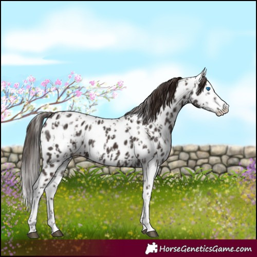 Horse Color:Liver Chestnut Sabino Splash Near Leopard  and Liver Chestnut Sabino Splash Near Leopard 