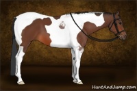 Horse Color:Bay Tobiano 