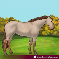 Horse Color:Red Dun 