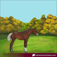 Horse Color:Silver Brown Tobiano Appaloosa 