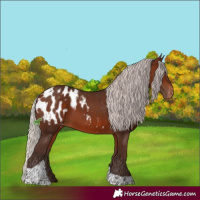 Horse Color:Silver Brown Tobiano Blanket 