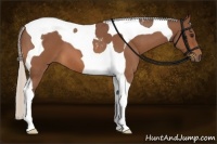 Horse Color:Silver Bay Roan Tobiano 