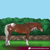 Horse Color:Silver Bay Tobiano Appaloosa 