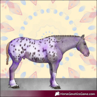 Horse Color:Liver Chestnut Tobiano Appaloosa