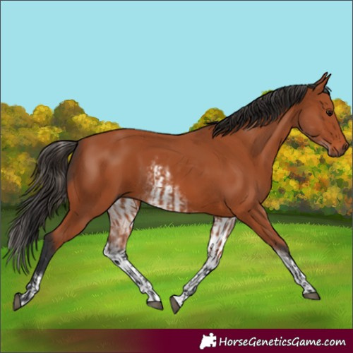 Horse Color:Bay Sabino Rabicano and White Spotted Bay Rabicano