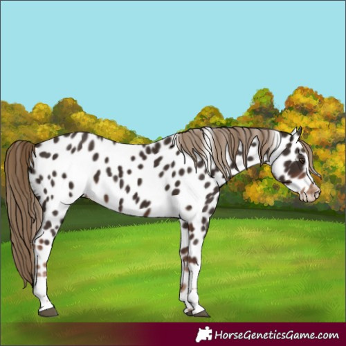 Horse Color:Liver Chestnut Tobiano Appaloosa