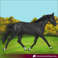 Horse Color:Black 